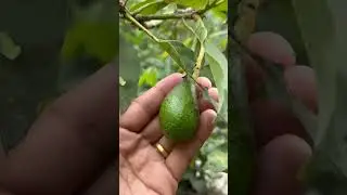 Avocado 🥑 Green gold #iorganic