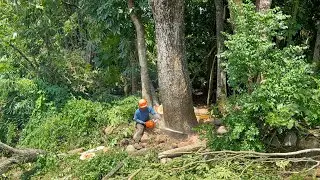 Extreme Danger! Felling 2 Towering Trees on the Edge of the River!