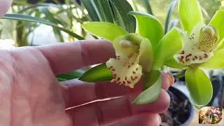 Cym Eastern Venus x Cym Lowio grandiflorum from Graham July19