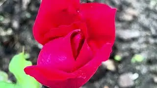 Florida Beauty #flowers #natureexploration #floridanature #naturelovers #megrox 