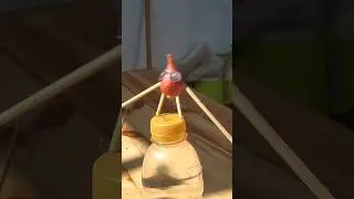 Bawang Joget Tantrum