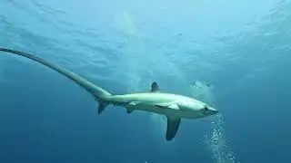 2025 Plongée Malapascua Requins Renard