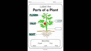 label the parts of plants#