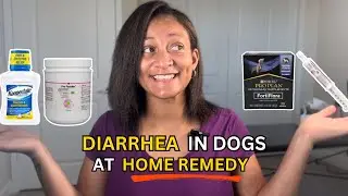 Diarrhea in Dogs: How To Quickly treat at Home