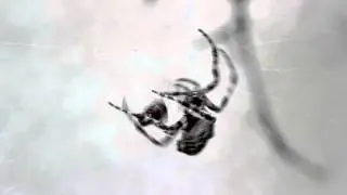 Spider spins fly close up - Free HD stock footage