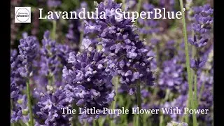 Lavandula 'SuperBlue' //💜💜Top, Compact, Performer, with Deep Purple FRAGRANT flower spikes!
