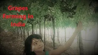 Grapes Farm | Near Nashik | India