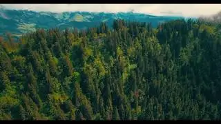 Drone Forest Footage Video | Forest Top View Aerial Video