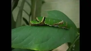 Гусеница Парусник Полит /Papilio Polytes caterpillar Макро