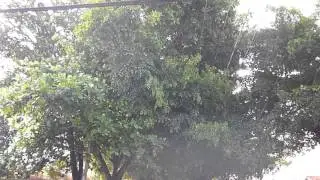 Conversando com &aacute;rvores 3