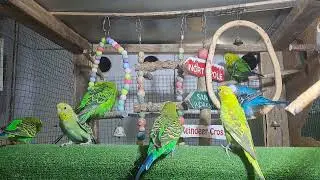 “Cuteness Overload! Budgie Babies in Real Time ❤️”