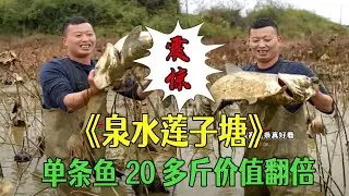 1500塊包泉水蓮子塘，單條魚20多斤價值翻倍，血賺#小飛哥#三農 #我的鄉村生活 #新農人計劃2025 #我要上熱門