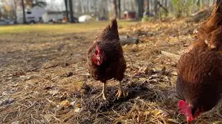 Chickens running without their heads cutoff