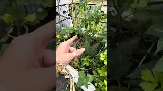 The upcycled repurpose cancer garden