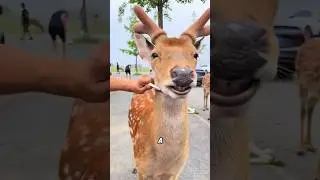 Пятнистый олень ждёт, когда его погладят. #короткоевидео #смешноеживотное #мило #олень #пятнистый...