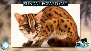 Sunda leopard cat 🐱🦁🐯 EVERYTHING CATS 🐯🦁🐱