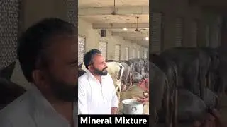 Mineral Mixture #viralvideo #youtubeshorts #youtube #bainsbreedingfarm