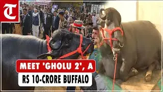Buffalo worth Rs 10 crore becomes centre of attraction at Patna expo