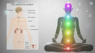 Chakra Therapy - Endocrine Systems