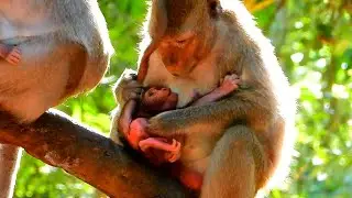 Monkey has carefully checked newborn baby