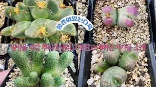 25년 12월31일 오전9시 제대로 멋진 리갈과 귀한 아이들 구경해요  @@@ 추위에 관리 잘 하셔요 살균/살충 철저