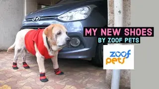 Best Shoes for Dogs | Zoof Plops by @zoofpets