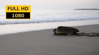 Sea turtles return to the sea 