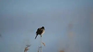 FIELD RECORDING - Sounds of the Common REED BUNTING