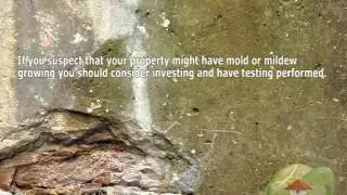 How Dangerous is Household Mold?