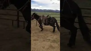 Montana foundation training