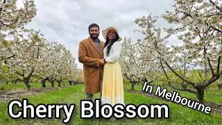 Cherry Blossom in Melbourne | සිංහල Mini Travel vlog |