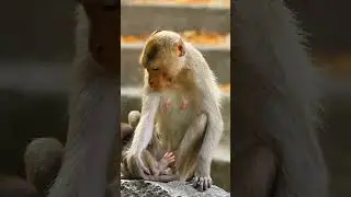 Shocking Monkey Behavior You Won't Believe