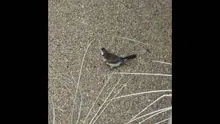 Persistent Owl Finch Drags Reed 😂 #birds #funnybirds #aviary #owlfinch