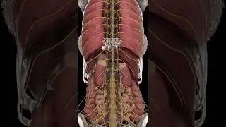 See Your Nerves in 3D | Transparent Skeleton 🧠