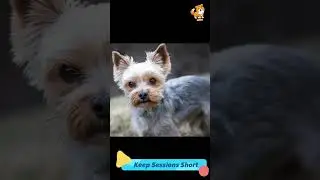 Short | S1983 #cute #cutedog #dog #cutedog #dogs #cute #shorts #youtubeshorts #tiktok #puppy #pet