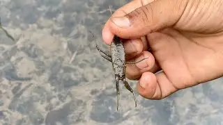 Giant water bug #giantwaterbug #waterbug #daisuta