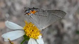 The gray hairstreak butterfly (Strymon melinus)
