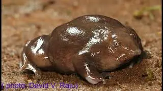 documentary endangered species