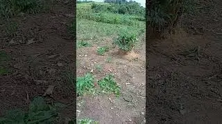 minha ro&ccedil;a