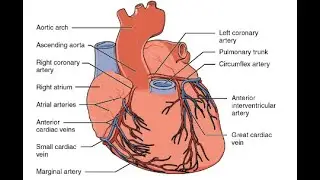 A&P Crash Course Basic Cardiology