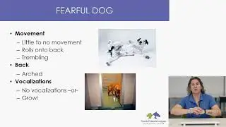 Dogs Safe Animal Handling
