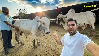 Hamara Ramu Bull Mil Gaya😱Ft. Nirmohi Gaushala￼ Baloda