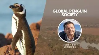 Protecting The World's Penguins | Wildlife Conservation Expo 2023