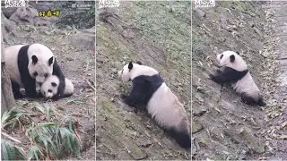 Baby Fu DouDou is in the ditch and doesn't know how to go up.Mama Qifu  came to teach her.Great Mom🐼