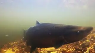 Male of King Salmon preparing for spawning in small river in Lithuania