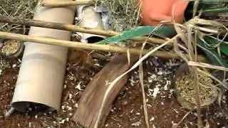 Rat&oacute;n pigmeo africano - Pygmy african mouse (Mus minutoides) Livingbox2