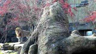 New African Lion at Philly Zoo Checks Out His Den