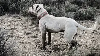 EXCLUSIVE INTERVIEW - DANIEL BERG - FAMILY PACK AMERICAN BULLDOGS - FAMILY PROTECTION DOG