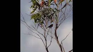 Mistletoebird #birds #australia #bushland #conservation #Ku-ring-gaiChaseNP #calling #ecology