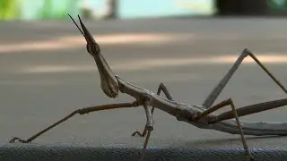 STICK BUGS (PHASMATODEA), BICHO-PAU, PHASMIDA PHASMATOPTERA, PHASMODEA., INSECTS MIMIT STICKS..